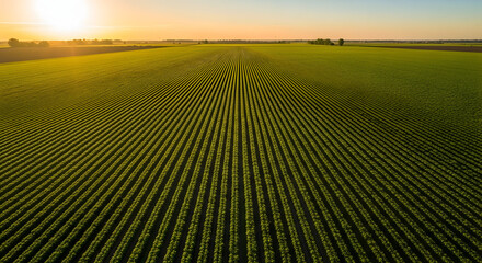 Vibrant green agricultural field at sunrise with rows of crops