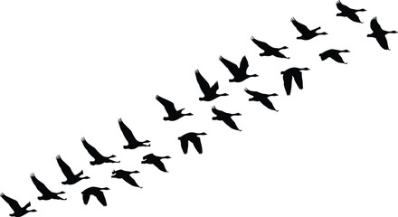Bird silhouettes flying in V formation, migratory geese pattern illustration, wildlife icon, nature vector design, energy-efficient flight © MSTIRIN