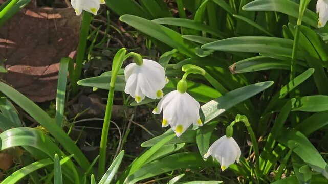 Beautiful spring scene with blooming snowflake (Leucojum vernum)