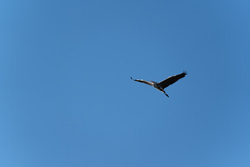 A large grey heron (Ardea cinerea) in flight against a clear blue sky, seen from below. The bird is captured mid-flight with wings spread wide, showcasing its silhouette and elegant form.
