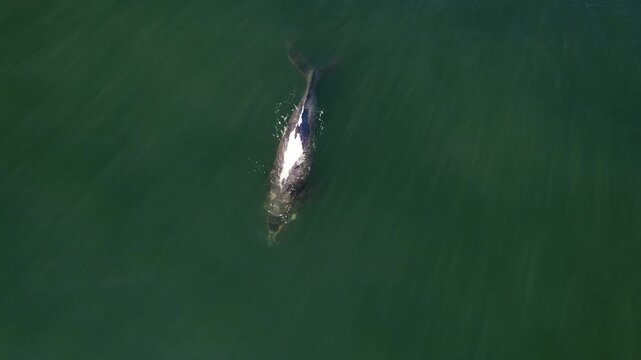 One giant bowhead whale closeup portrait swimming in calm blue ocean water, Aerial view of bowhead whale spouting. Whale watching of migrate Baleen whales in Shantar islands. Wildlife marine mammals