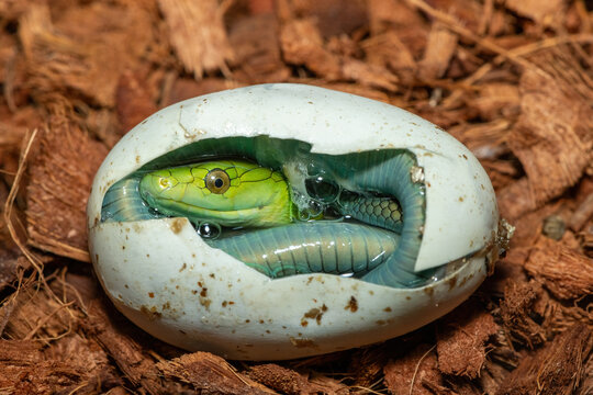A cute baby eastern green mamba (Dendroaspis angusticeps) hatching from the egg - Africa&rsquo;s gorgeous but deadly venomous snake