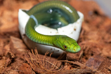 A cute baby eastern green mamba (Dendroaspis angusticeps) hatching from the egg - Africa’s gorgeous but deadly venomous snake © Craig