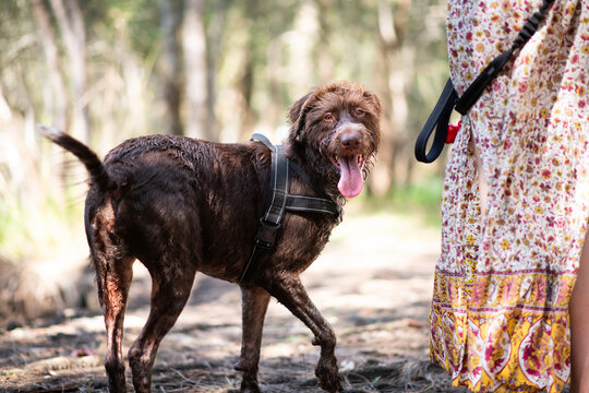 happy dog with owner
