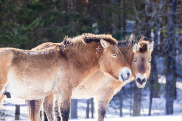 Fototapeta premium Przewalski's horse (Equus ferus przewalskii) in winter