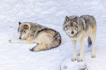 Fototapeta premium Northwestern wolf (Canis lupus occidentalis) in winter