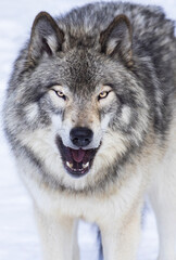 Obraz premium Northwestern wolf (Canis lupus occidentalis) in winter