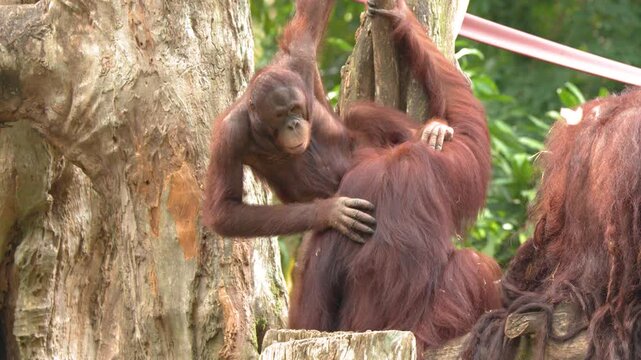 Young Orangutan Playfully Interacting with Adult in Tropical Forest Setting