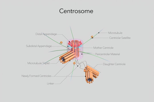 3D illustration of a labeled centrosome structure showing centrioles and associated components. Scientific diagram for biology education and research use.