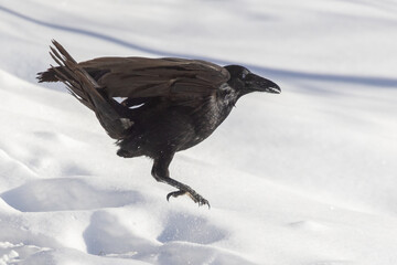 Fototapeta premium Common raven (Corvus corax) in winter
