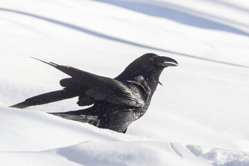 Fototapeta premium Common raven (Corvus corax) in winter