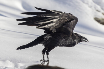 Fototapeta premium Common raven (Corvus corax) in winter