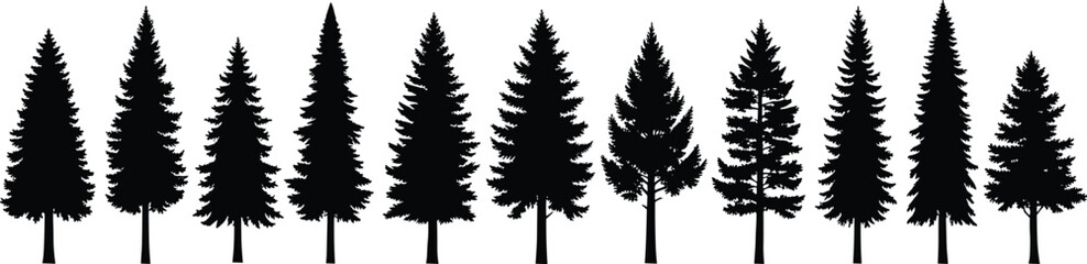 Black and white silhouette illustration of diverse coniferous evergreen forest trees, detailed vector artwork for design, education, and botanical study reference © MSTIRIN