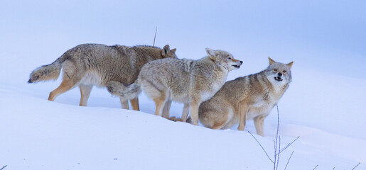 Fototapeta premium A pack of coyotes during the mating season