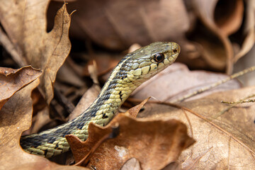 Fototapeta premium curious young garter snake emerging from under leaves in spring