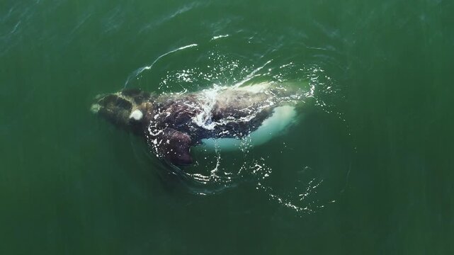 Bowhead whale closeup swimming in calm blue ocean water, Aerial view of bowhead whale spouting, playing, showing belly. Watching of migrate Baleen whales in Shantar islands. Wildlife marine mammals