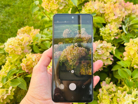 woman taking pictures of flowers on her phone