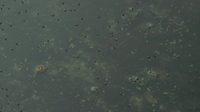A locked-off, static shot captures numerous insects resting on the surface of dark, stagnant pond water filled with green duckweed and algae under soft, natural light.
