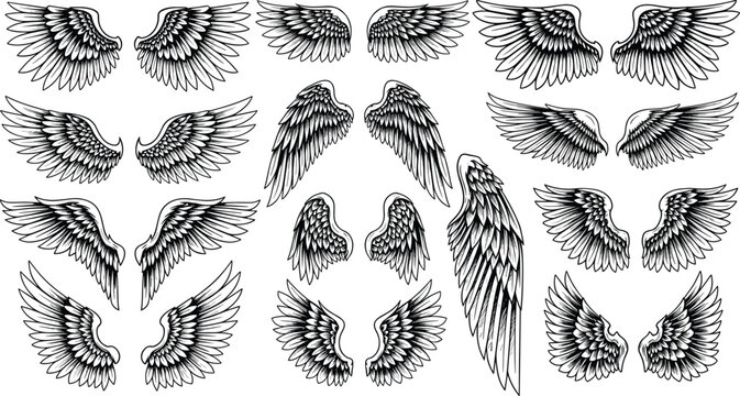 Intricate wing vector illustrations, detailed feather motifs, symmetrical and single wing designs, artistic black and white decorative elements