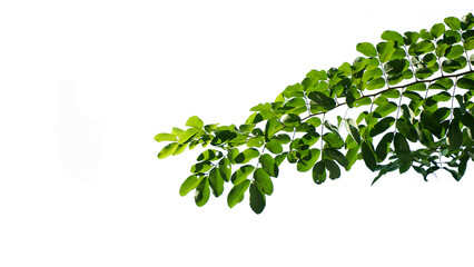 Green Branch in Bright Light: A vivid display of nature's beauty unfolds as a verdant branch, adorned with fresh leaves, basks in the radiant glow of natural light.