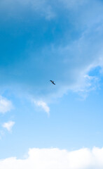 Fototapeta premium A single seagull flying across the blue sky of Jeju Island, creating a minimal and airy scene.