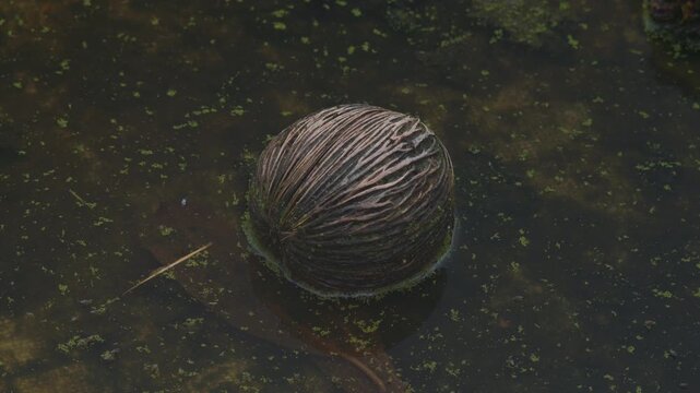 A static, locked-off shot of a fibrous Cerbera odollam seed pod floating in dark, murky water covered in green duckweed, showcasing organic textures and soft natural lighting.