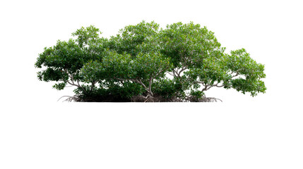 Lush green mangrove trees with dense foliage and visible prop roots, illustrating a vital tropical ecosystem ideal for environmental awareness campaigns and educational projects.