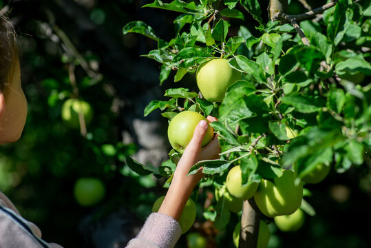 Child picks apples from a tree