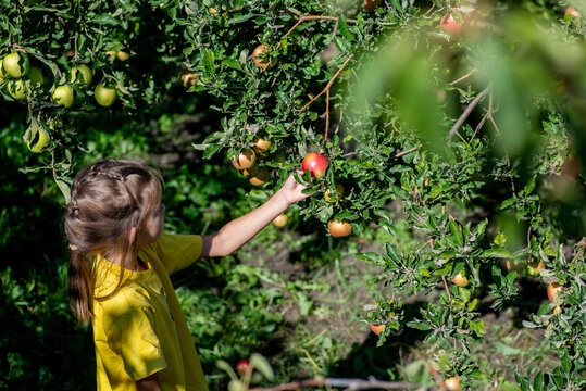 Child picks apples from a tree