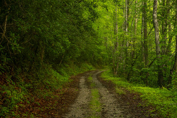 Obraz premium Old Forest Road In Great Smoky Mountains