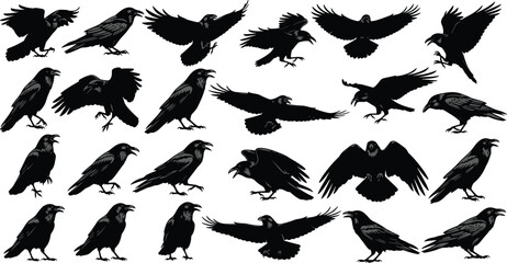 Raven silhouettes vector illustration, perched and flying bird icons, wildlife motion design, feather detail artwork, nature animal graphic collection © MSTSHIULY