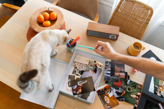 Cat exploring photo memories