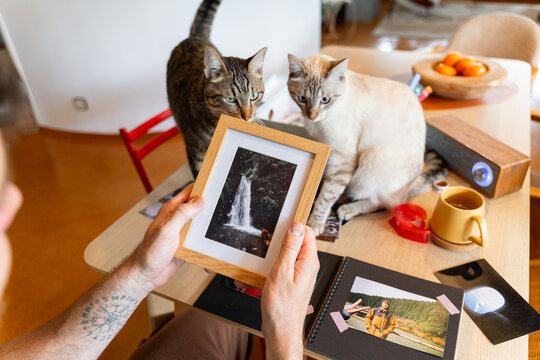 Lifestyle cats with photo frame