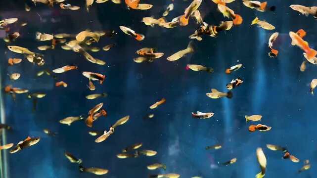 tropical guppy fish group underwater ornamental aquarium scene