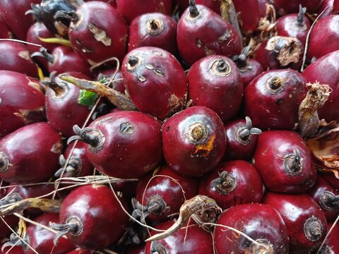 texture of ripe palm fruit when harvested
