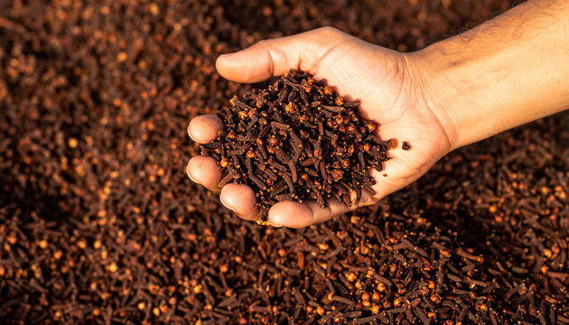 Hand Holding Dried Cloves Spice Over Clove Background