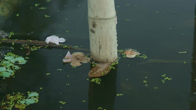 A locked-off static shot captures a weathered bamboo pole standing in a calm pond, surrounded by floating leaves and green duckweed under soft natural lighting.