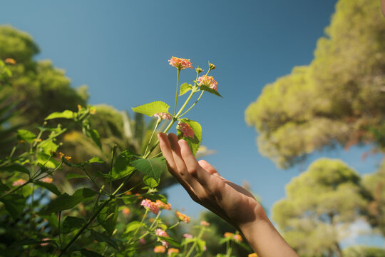 Hand reaching for delicate flowers in a sunny garden