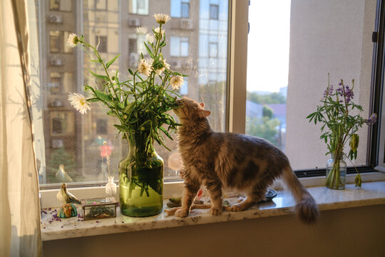 A cat on the windowsill