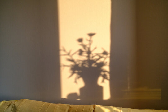 the shadow of a vase of flowers on the wall