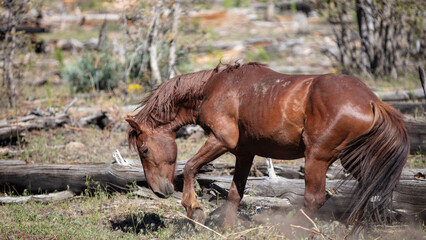 Fototapeta premium Bright Red Chestnut wild horse stallion kicking up dust near Black Canyon Lake in the Apache Sitgreaves National Forest near Heber Arizona United States