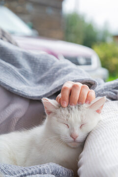 Person petting white cat relaxing outdoors