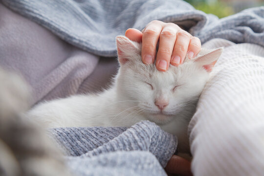 Person stroking sleeping white cat for comfort
