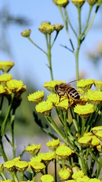 A bee on a tansy flower in close-up. 4k video