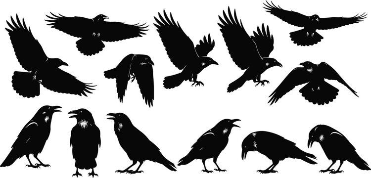 Crow and raven silhouettes collection, flying and standing bird poses, black vector illustration, detailed wings, minimal wildlife design background