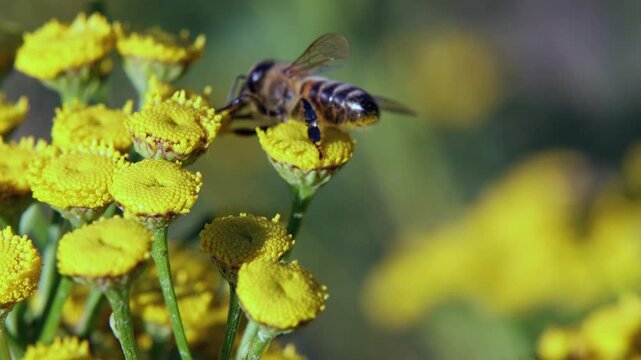 A bee pollinates a common tansy in close-up. 4k video