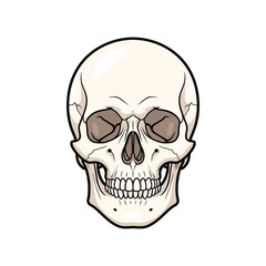 Obraz premium Human Skull Anatomy Front View Icon for Skeletal System and Medical Education Concept