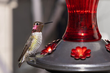 Obraz premium Hummingbird Feeding at a Bright Red Nectar Feeder in a Garden Setting