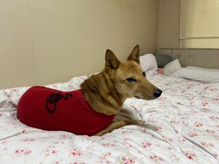 빨간색 옷을 입은 귀여운 개