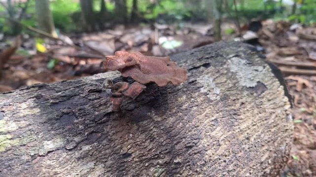 A wild mushrooms or bracket fungi growing on a fallen, rotting tree log. This video highlights the natural decomposition process and the forest ecosystem's biodiversity in a humid tropical environment